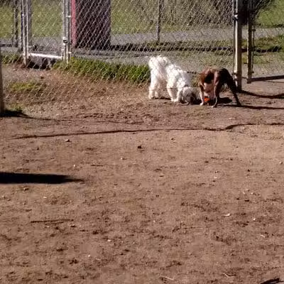 Mary Jane Row Dog Park - Rexford, NY