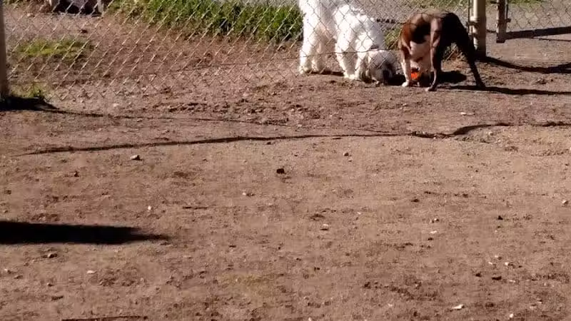 Mary Jane Row Dog Park - Rexford, NY