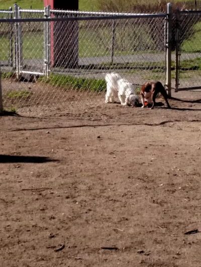 Mary Jane Row Dog Park - Rexford, NY