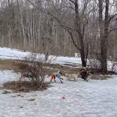Rhinebeck & Red Hook Dog Park - Rhinebeck, NY