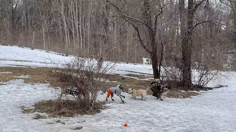 Rhinebeck & Red Hook Dog Park - Rhinebeck, NY