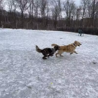 Rhinebeck & Red Hook Dog Park - Rhinebeck, NY