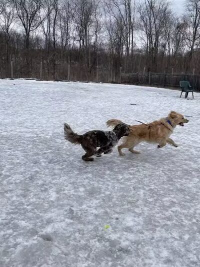 Rhinebeck & Red Hook Dog Park - Rhinebeck, NY