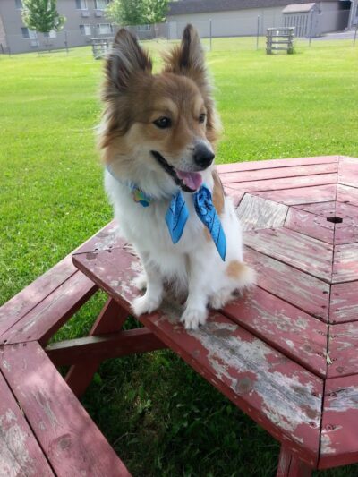 Rice Lake Off Leash Dog Park - Rice Lake, WI