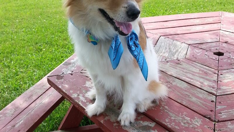 Rice Lake Off Leash Dog Park - Rice Lake, WI
