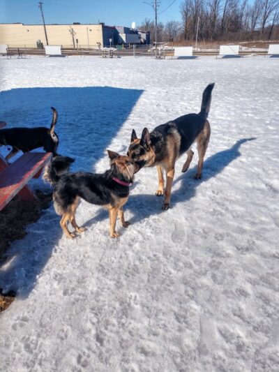 Rice Lake Off Leash Dog Park - Rice Lake, WI