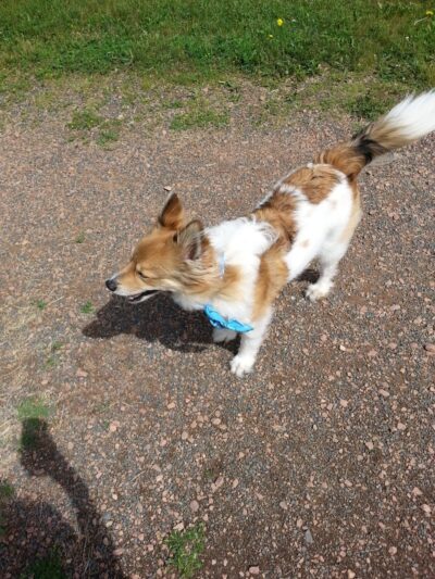 Rice Lake Off Leash Dog Park - Rice Lake, WI