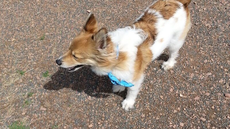 Rice Lake Off Leash Dog Park - Rice Lake, WI
