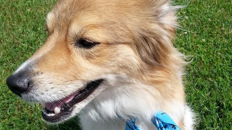 Rice Lake Off Leash Dog Park - Rice Lake, WI