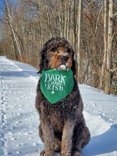 Rice Lake Off Leash Dog Park - Rice Lake, WI