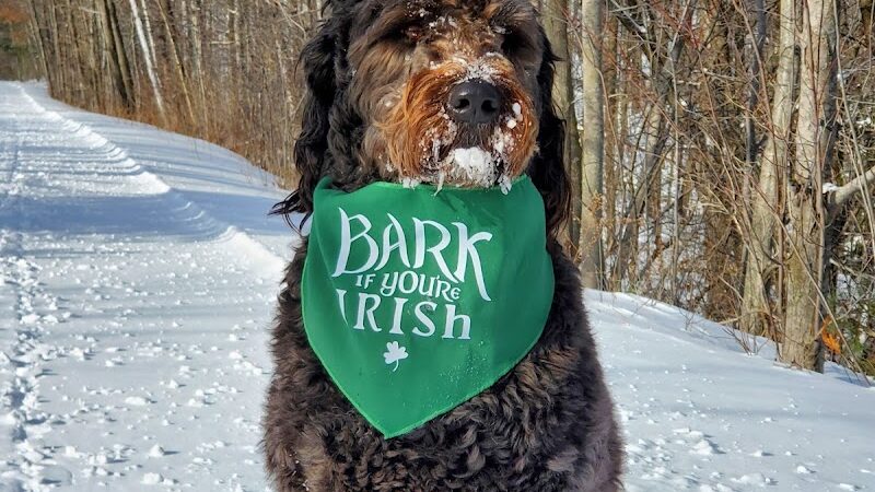 Rice Lake Off Leash Dog Park - Rice Lake, WI