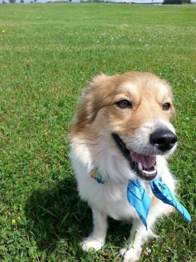 Rice Lake Off Leash Dog Park - Rice Lake, WI