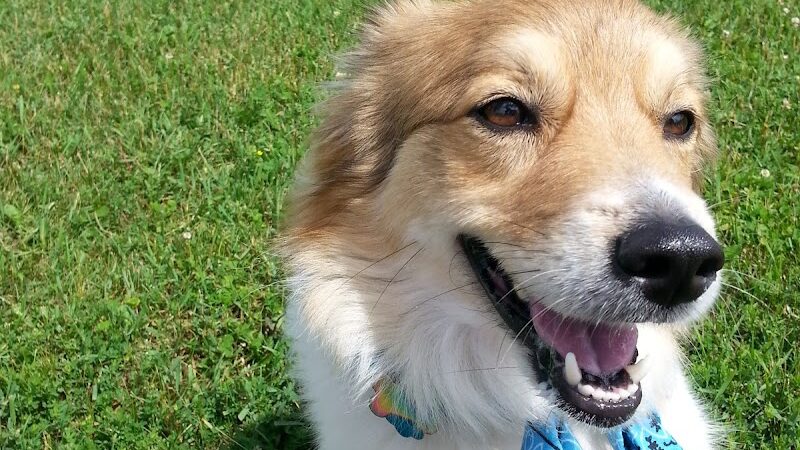 Rice Lake Off Leash Dog Park - Rice Lake, WI