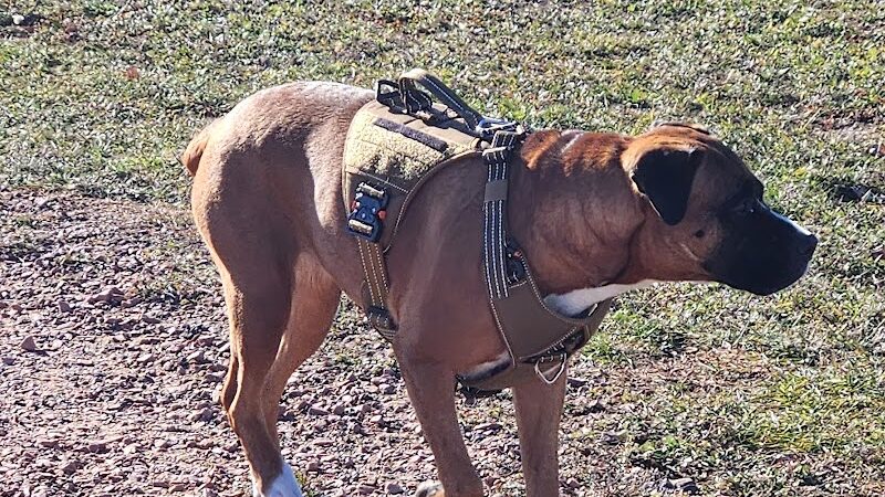 Rice Lake Off Leash Dog Park - Rice Lake, WI