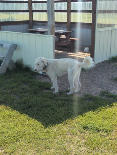 Rice Lake Off Leash Dog Park - Rice Lake, WI