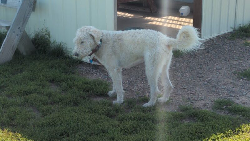 Rice Lake Off Leash Dog Park - Rice Lake, WI