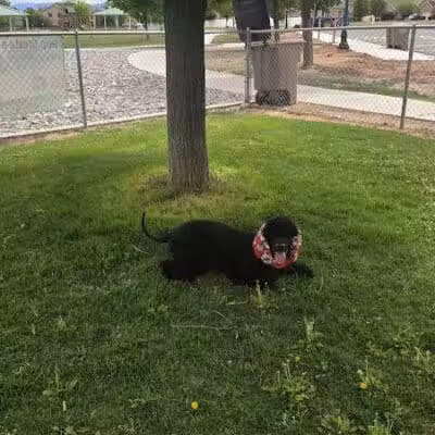 Centennial Dog Park - Richfield, UT