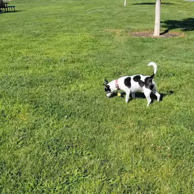 DOG PARK - Richland, WA