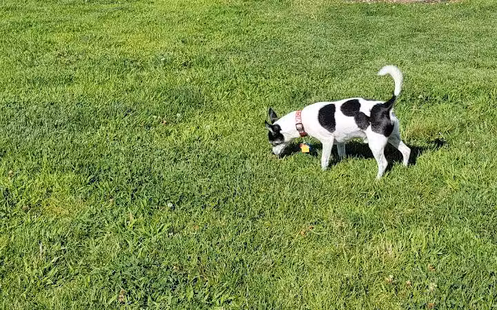 DOG PARK - Richland, WA
