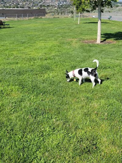 DOG PARK - Richland, WA