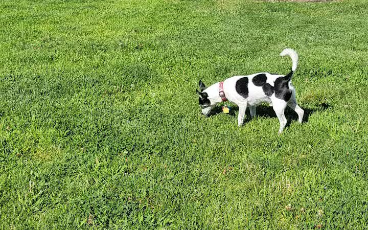 DOG PARK - Richland, WA