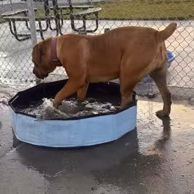 DOG PARK - Richland, WA