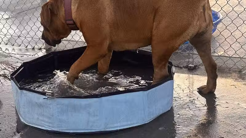 DOG PARK - Richland, WA