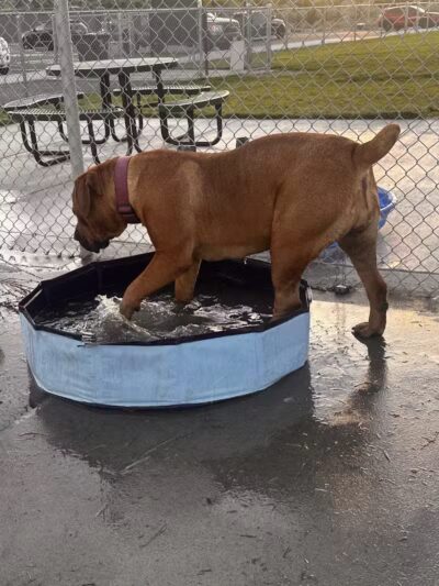 DOG PARK - Richland, WA