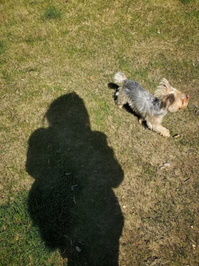 DOG PARK - Richland, WA