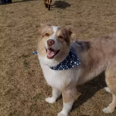 DOG PARK - Richland, WA
