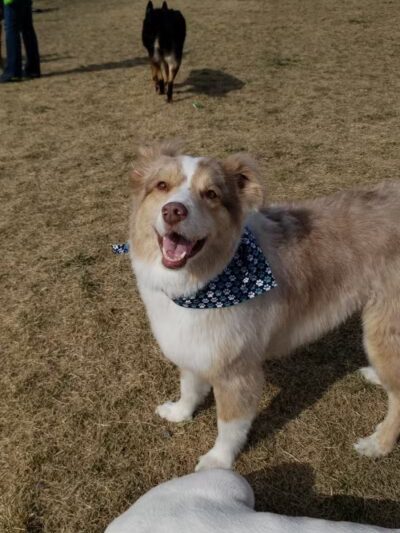 DOG PARK - Richland, WA