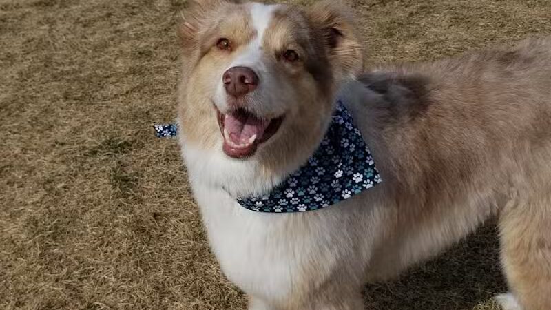 DOG PARK - Richland, WA