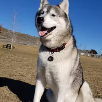 DOG PARK - Richland, WA