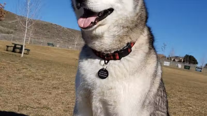 DOG PARK - Richland, WA
