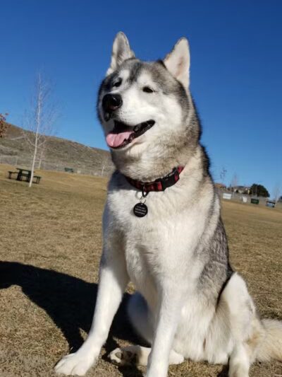DOG PARK - Richland, WA