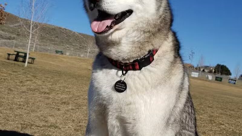 DOG PARK - Richland, WA