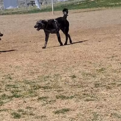 DOG PARK - Richland, WA