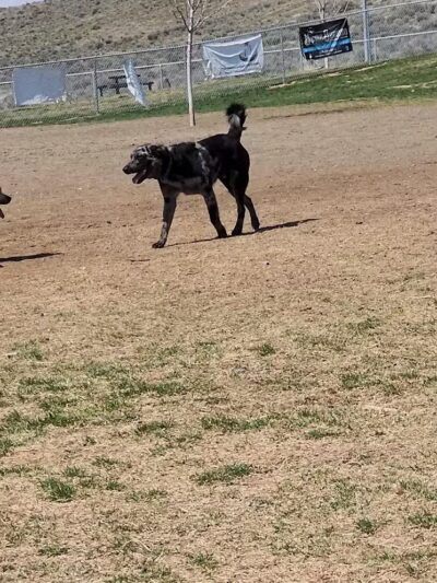 DOG PARK - Richland, WA