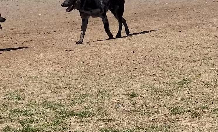 DOG PARK - Richland, WA