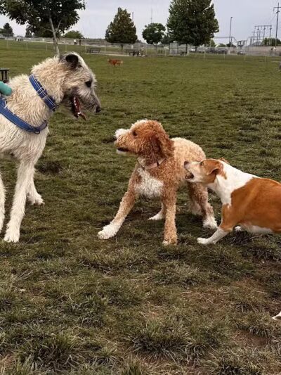 DOG PARK - Richland, WA