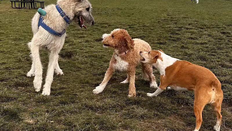 DOG PARK - Richland, WA