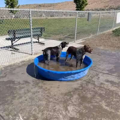 Paws-abilities Place - Richland, WA