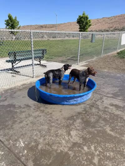 Paws-abilities Place - Richland, WA