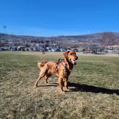 Paws-abilities Place - Richland, WA