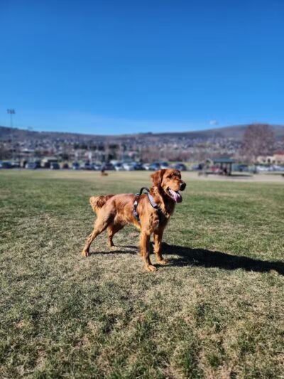 Paws-abilities Place - Richland, WA