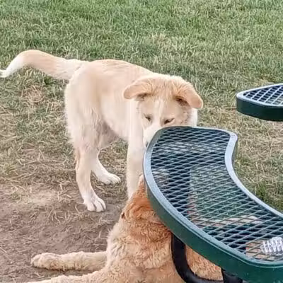 Paws-abilities Place - Richland, WA