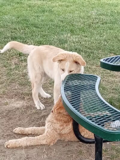 Paws-abilities Place - Richland, WA