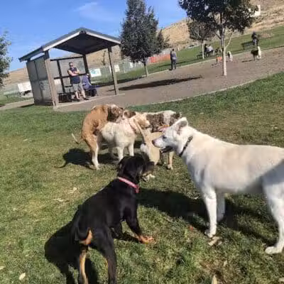 Paws-abilities Place - Richland, WA