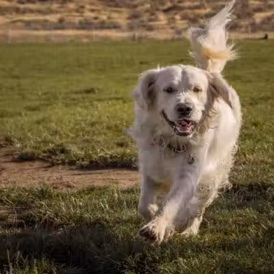 Paws-abilities Place - Richland, WA