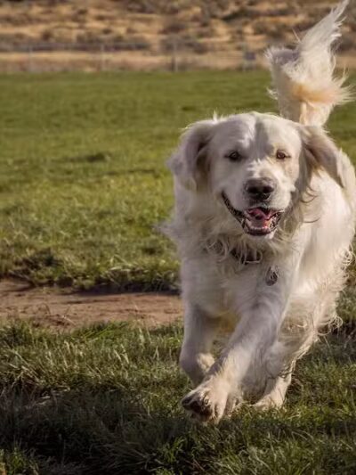 Paws-abilities Place - Richland, WA